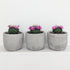 Mammillaria sp. (Cactus) - 9.5cm
